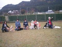 フォードッグス　アジリティー2014　トリック＆トリート記録会