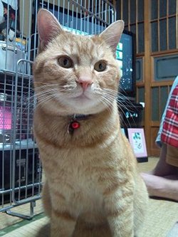 プライベート遭難救助犬大活躍!