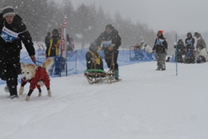 フォードッグス　the last sled race in Kinugawa