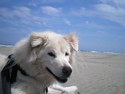 フォードッグスとビー犬先生