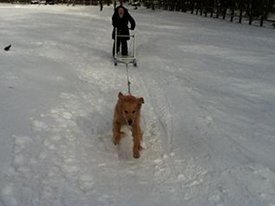 犬ぞり大会初出場！